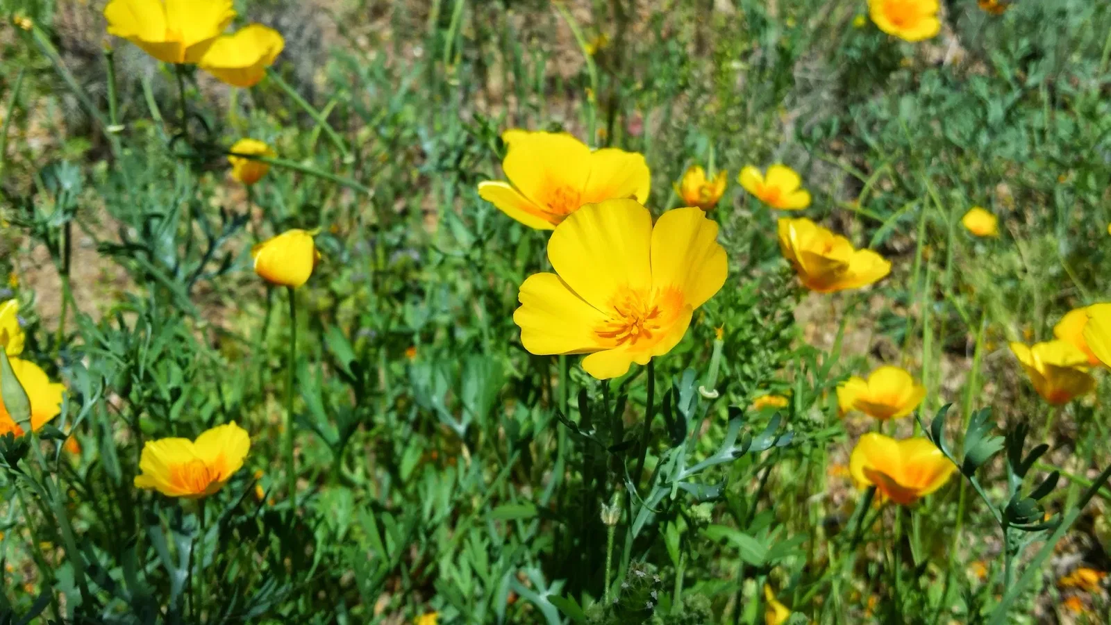 El Paso Museum of Archaeology