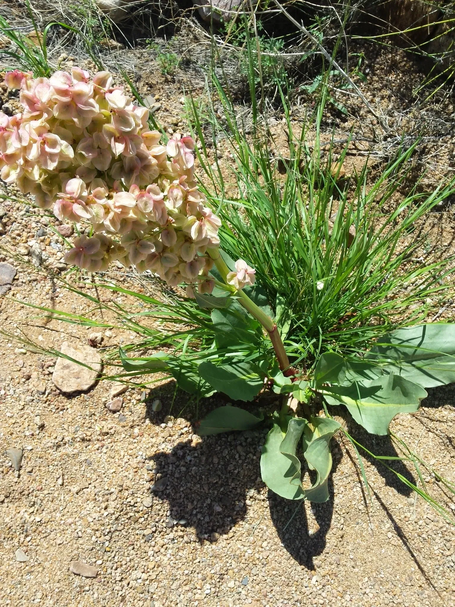 El Paso Museum of Archaeology