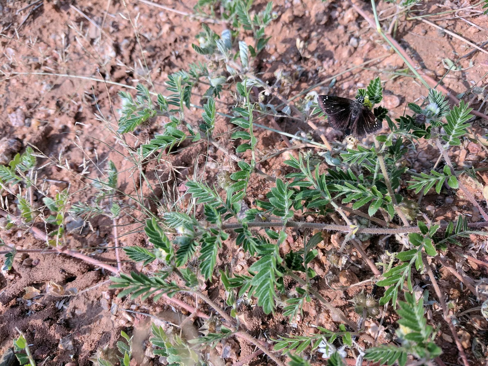 El Paso Museum of Archaeology