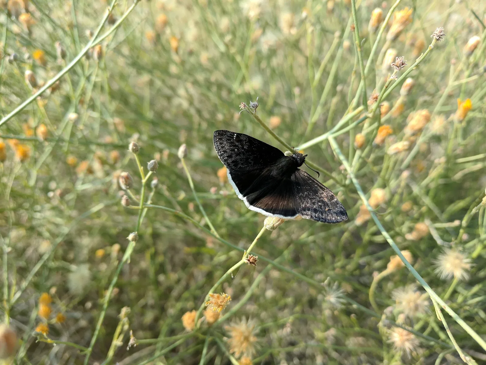 El Paso Museum of Archaeology