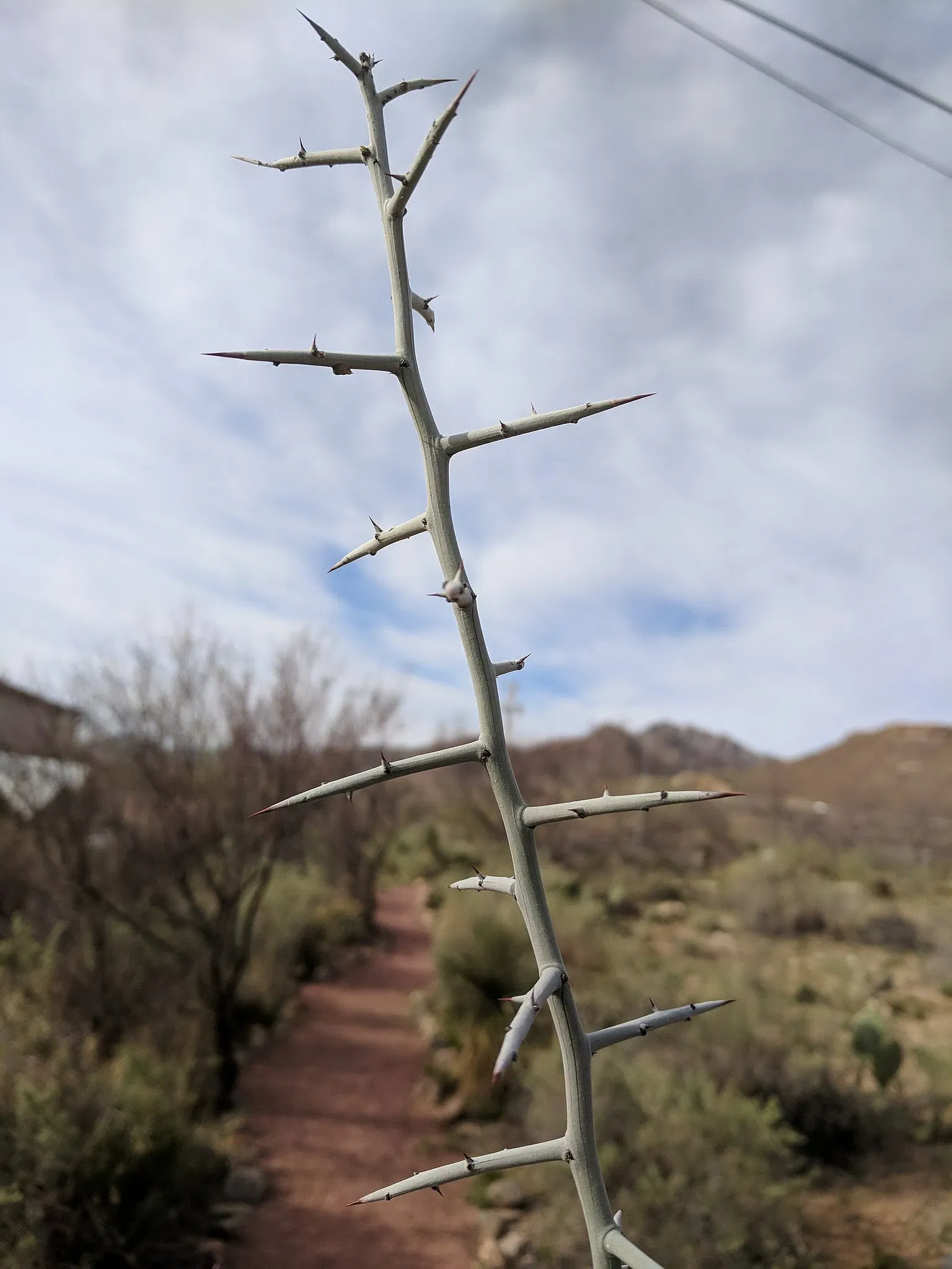 El Paso Museum of Archaeology