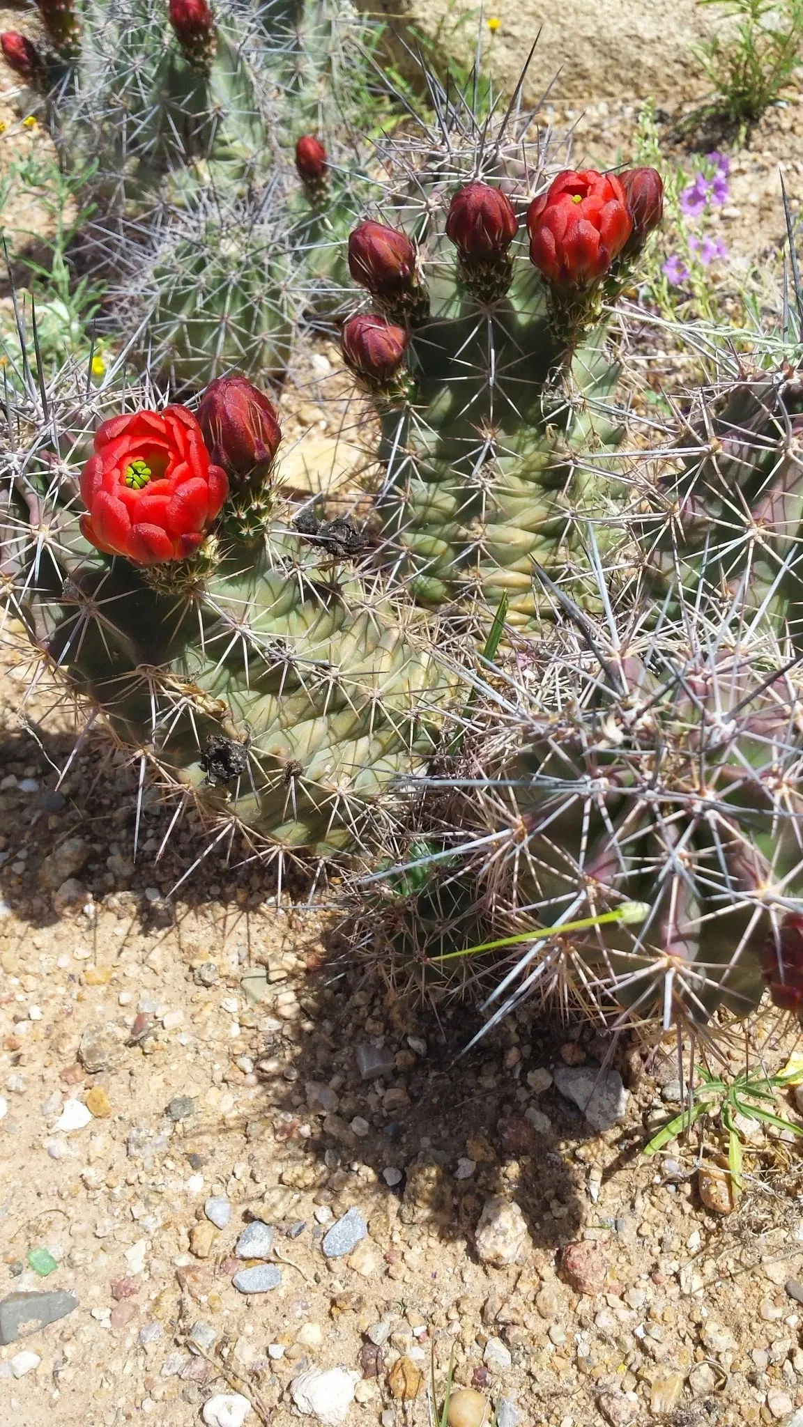 El Paso Museum of Archaeology