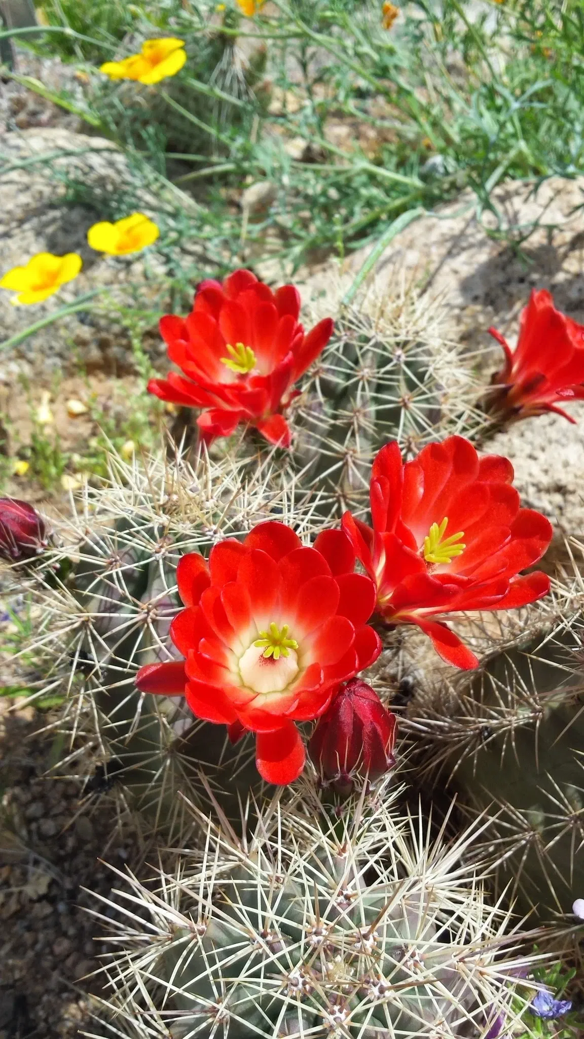 El Paso Museum of Archaeology