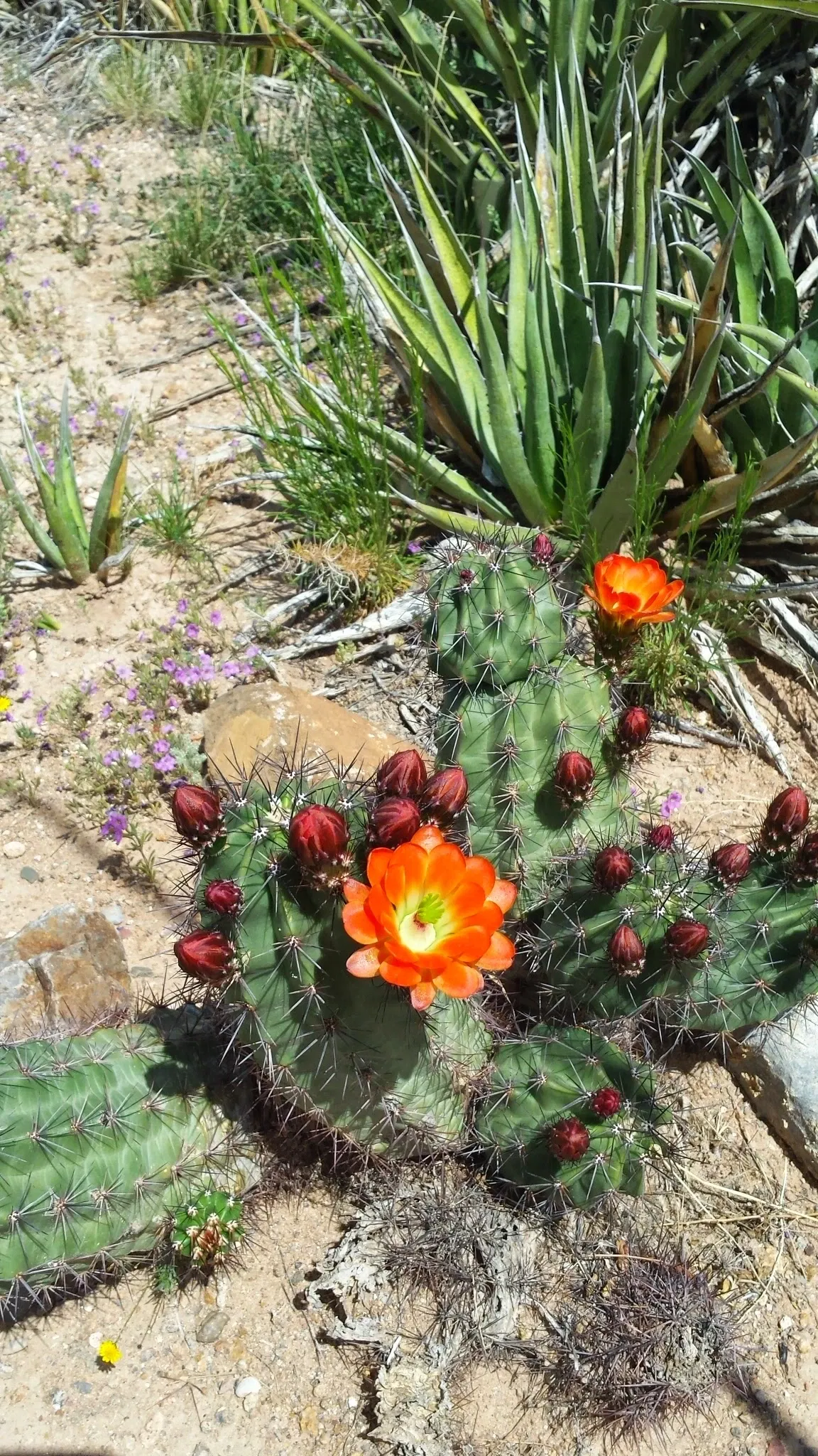 El Paso Museum of Archaeology