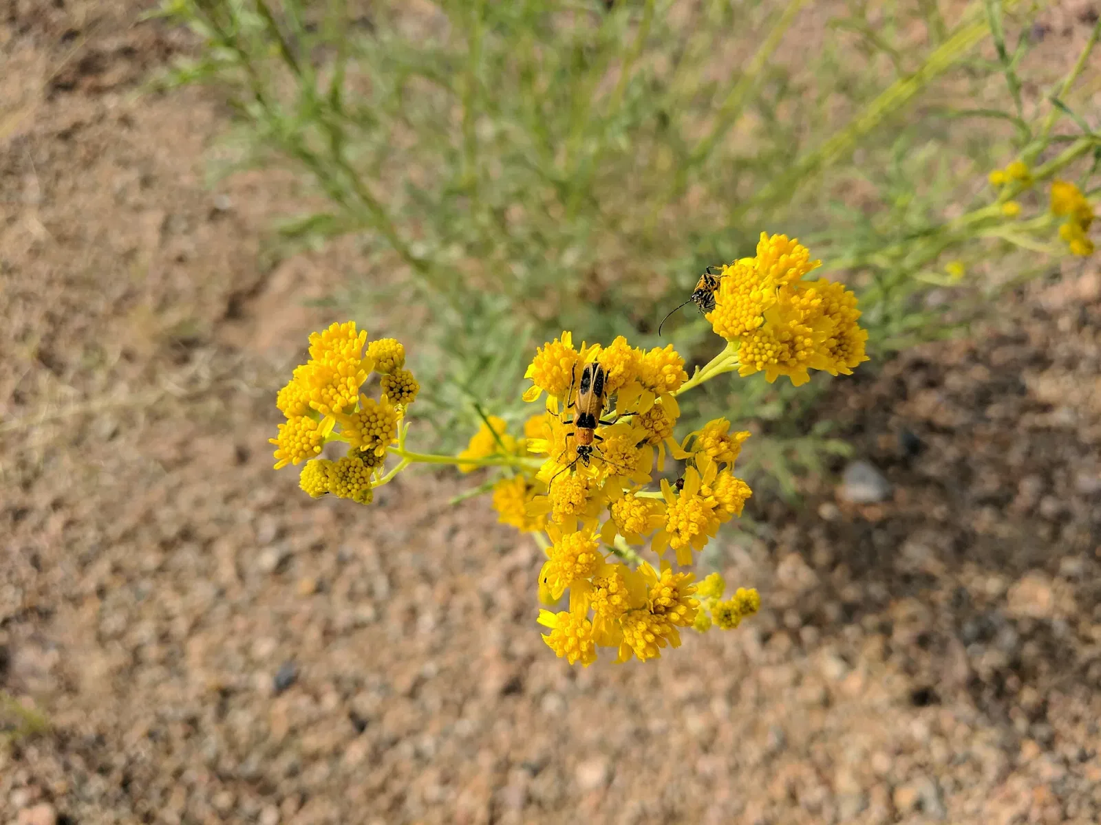 El Paso Museum of Archaeology