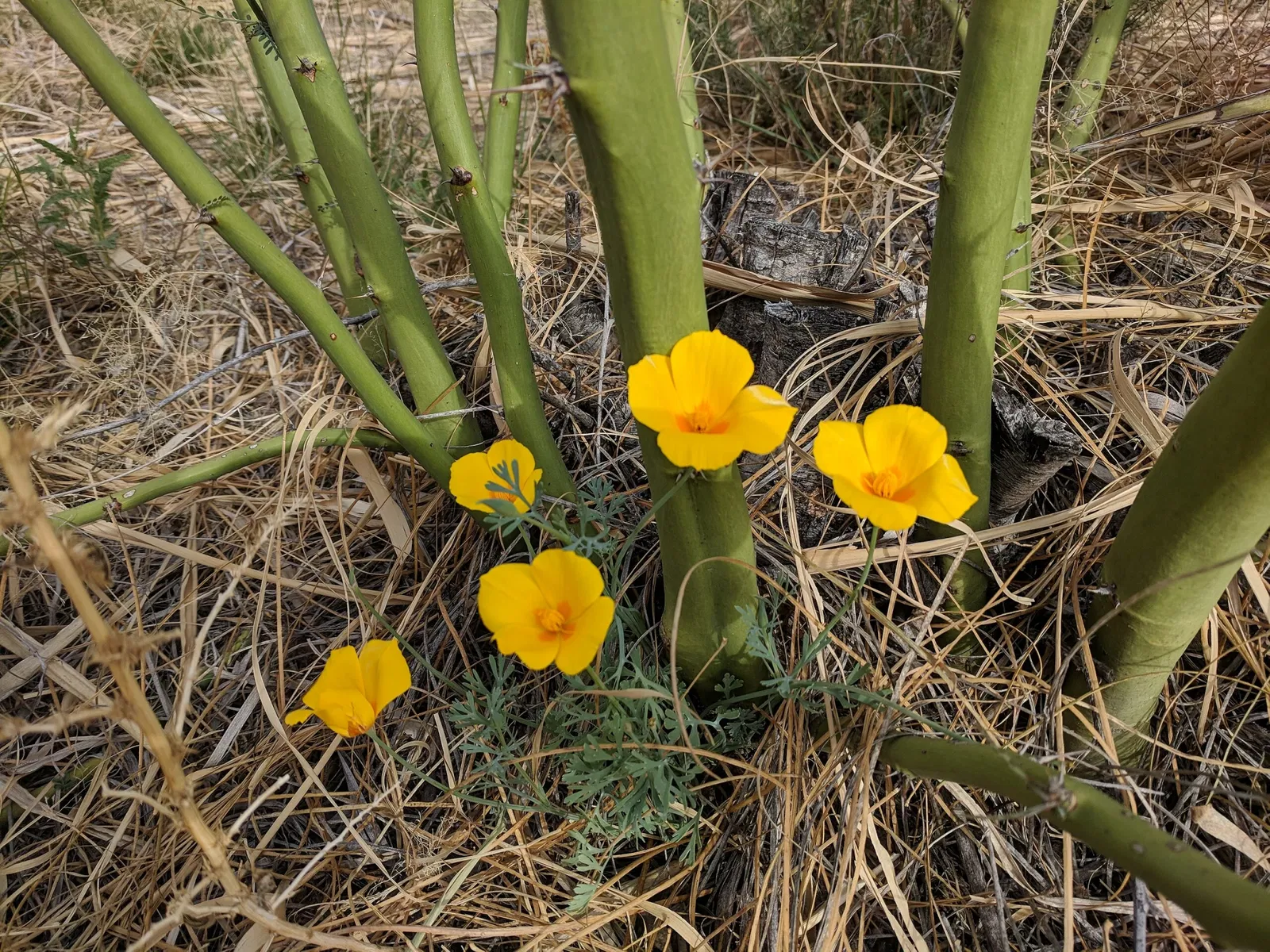 El Paso Museum of Archaeology