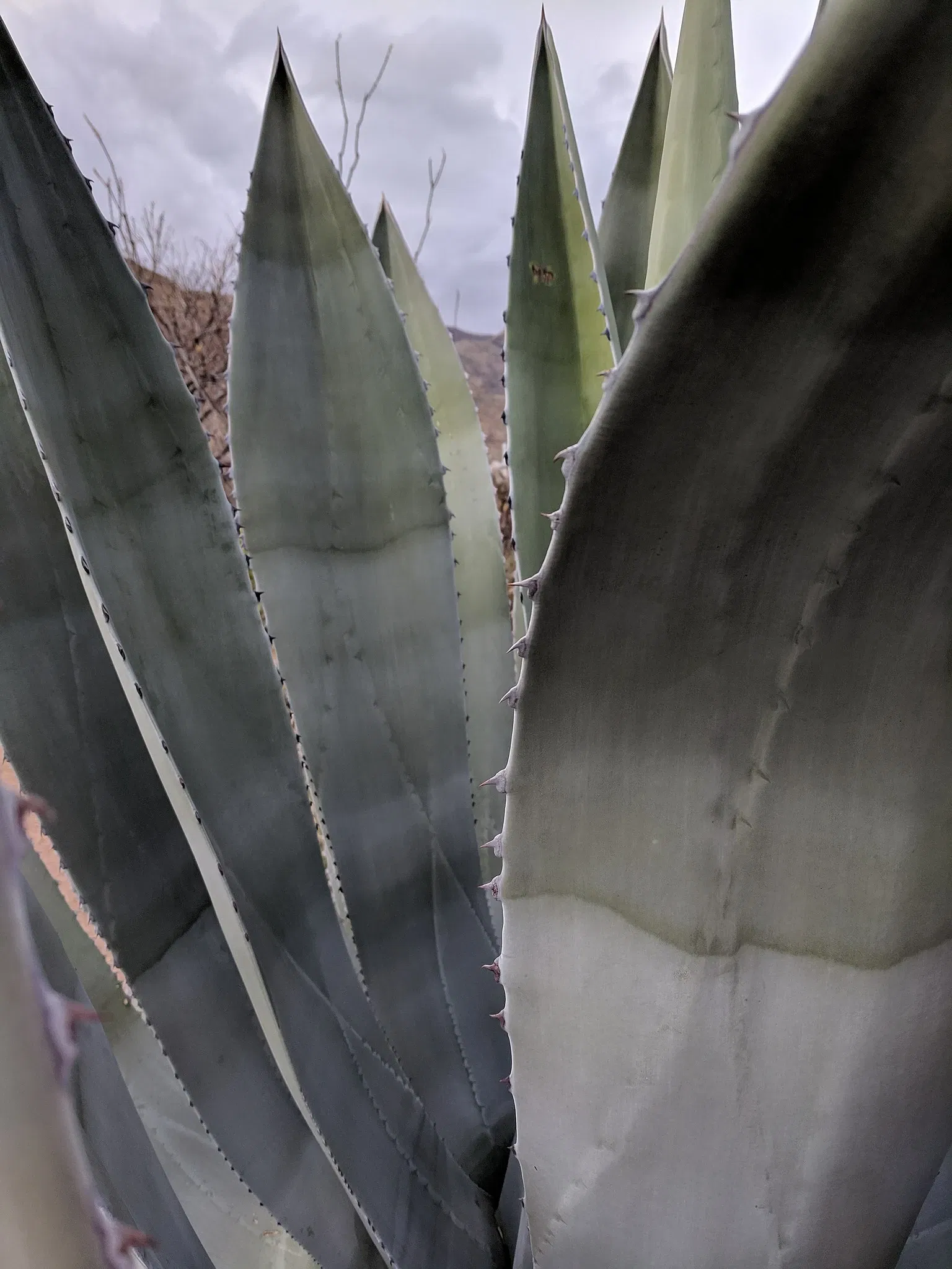 El Paso Museum of Archaeology