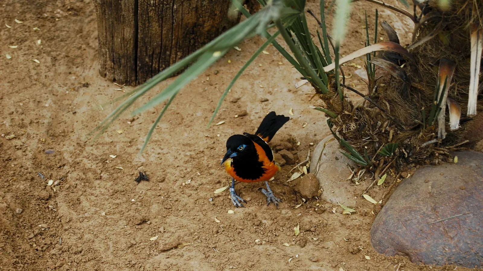 Zoológico de El Paso