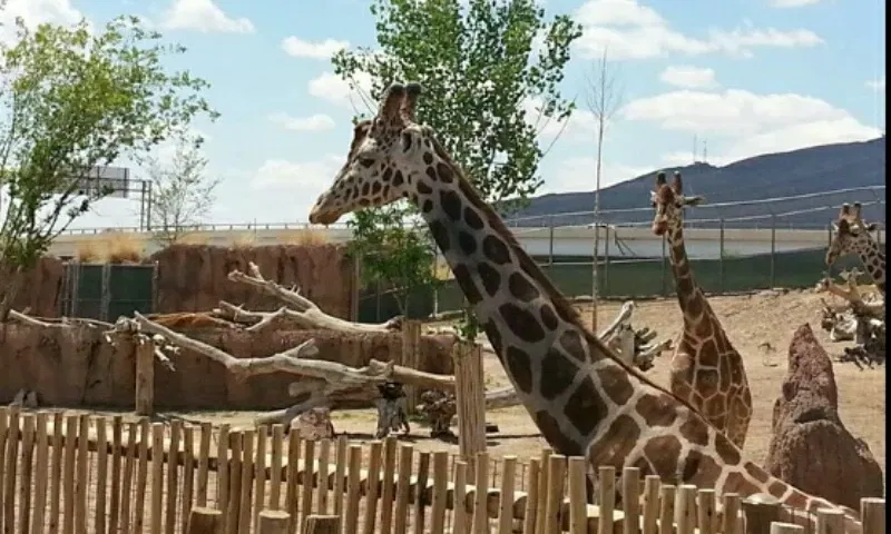 Zoológico de El Paso