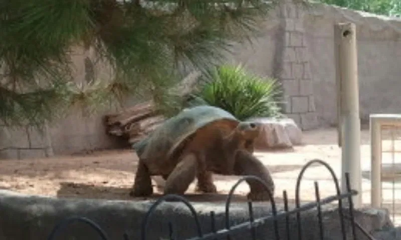 Zoológico de El Paso