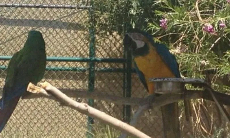 Zoológico de El Paso