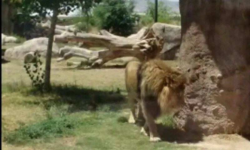 Zoológico de El Paso