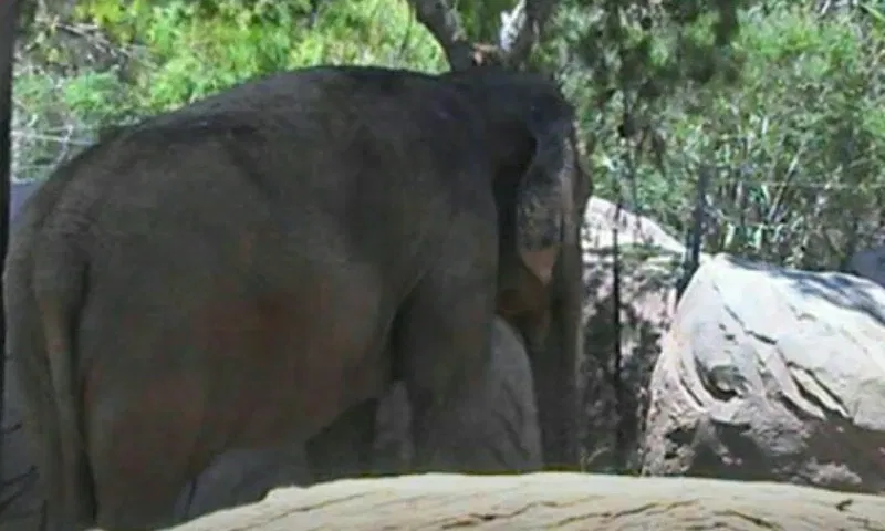 Zoológico de El Paso