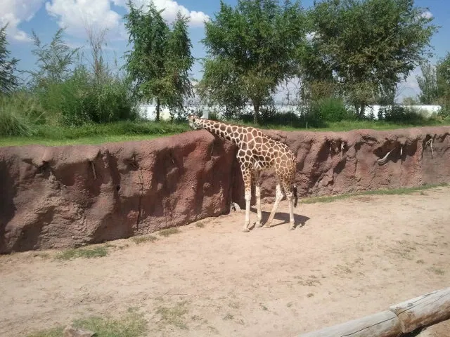 Zoológico de El Paso
