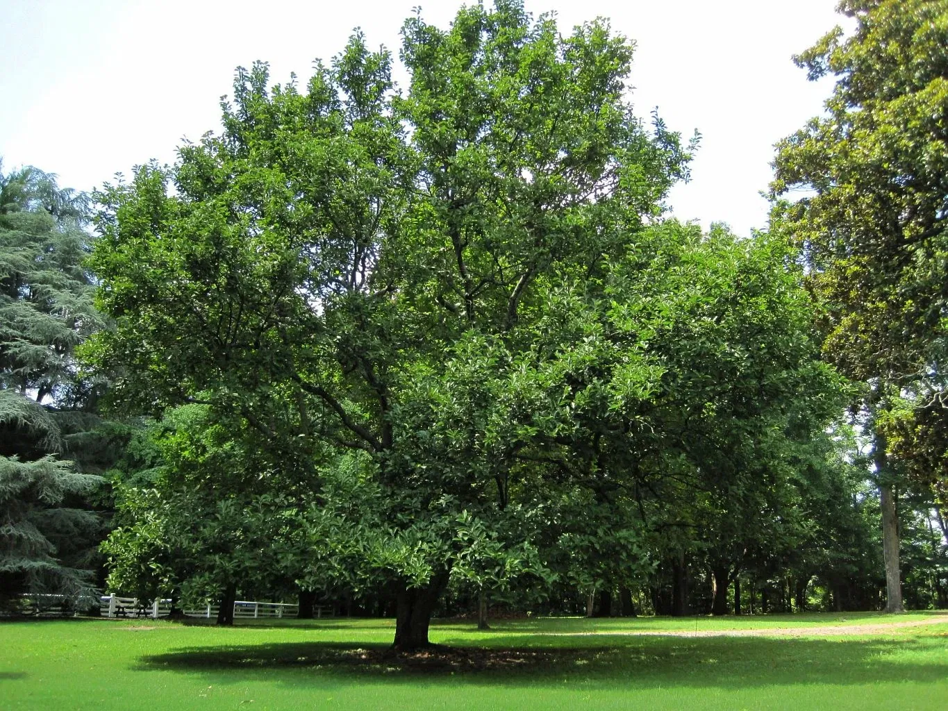 Travellers Rest Plantation & Museum