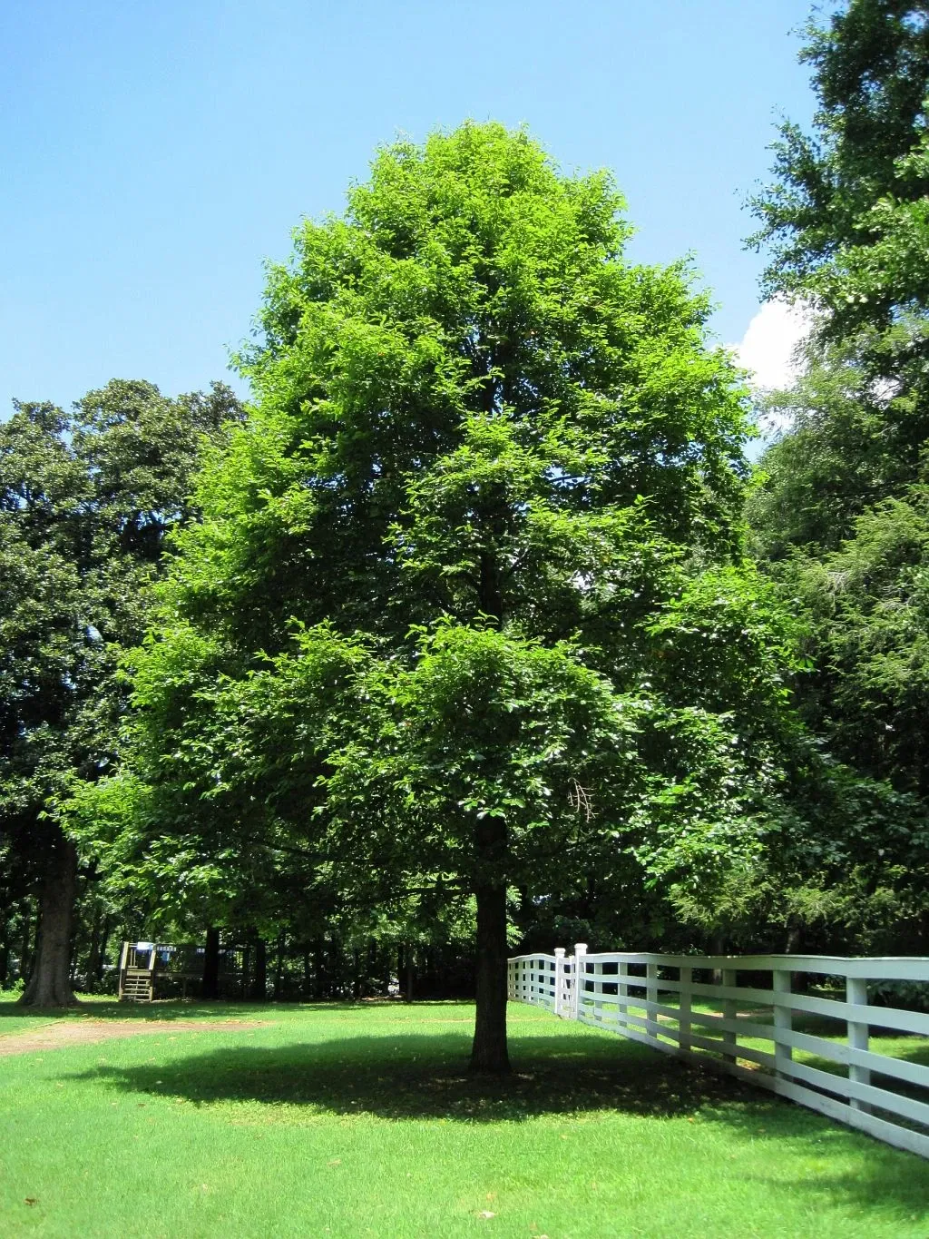 Travellers Rest Plantation & Museum