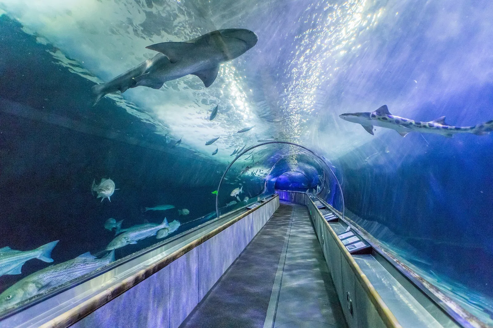 Aquarium of the Bay