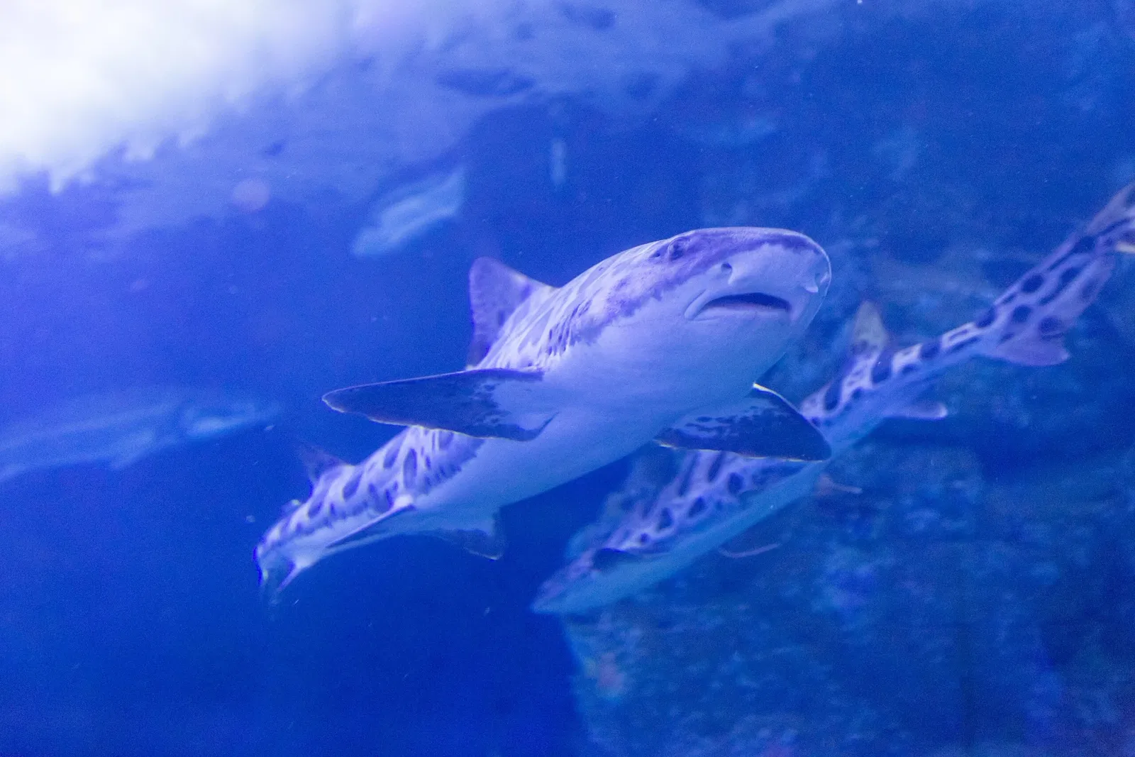Aquarium of the Bay
