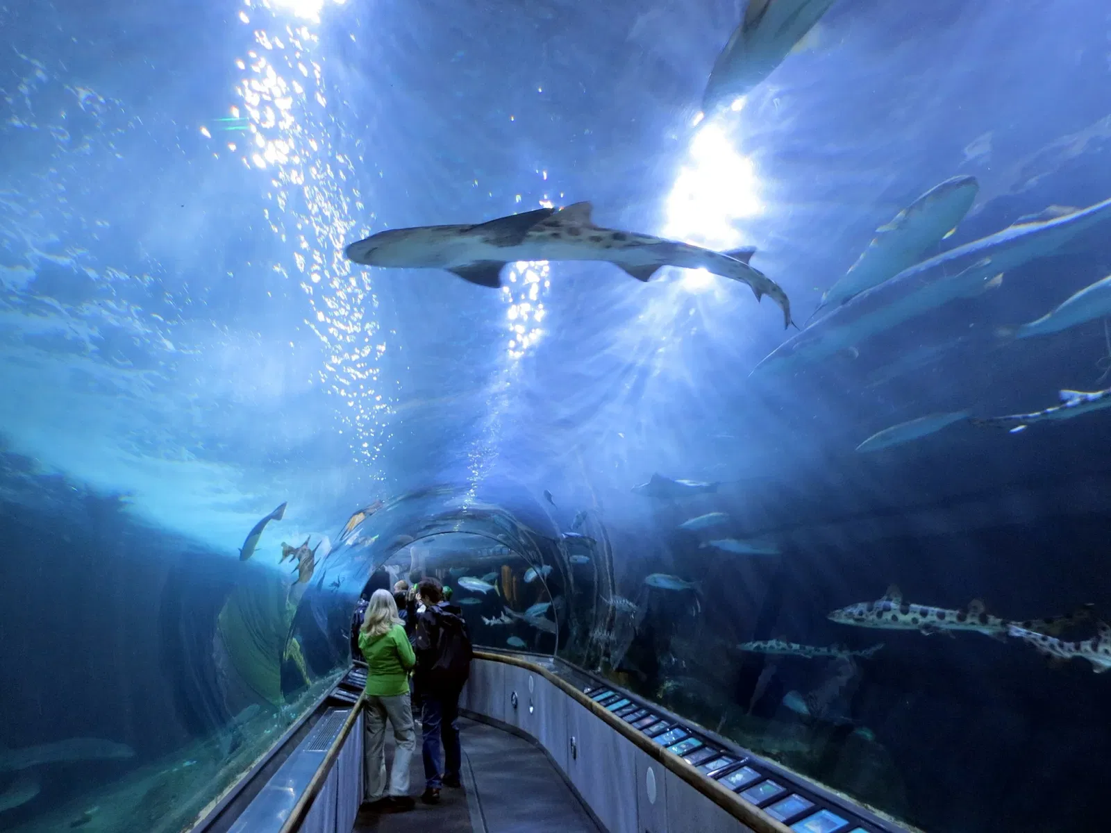 Aquarium of the Bay