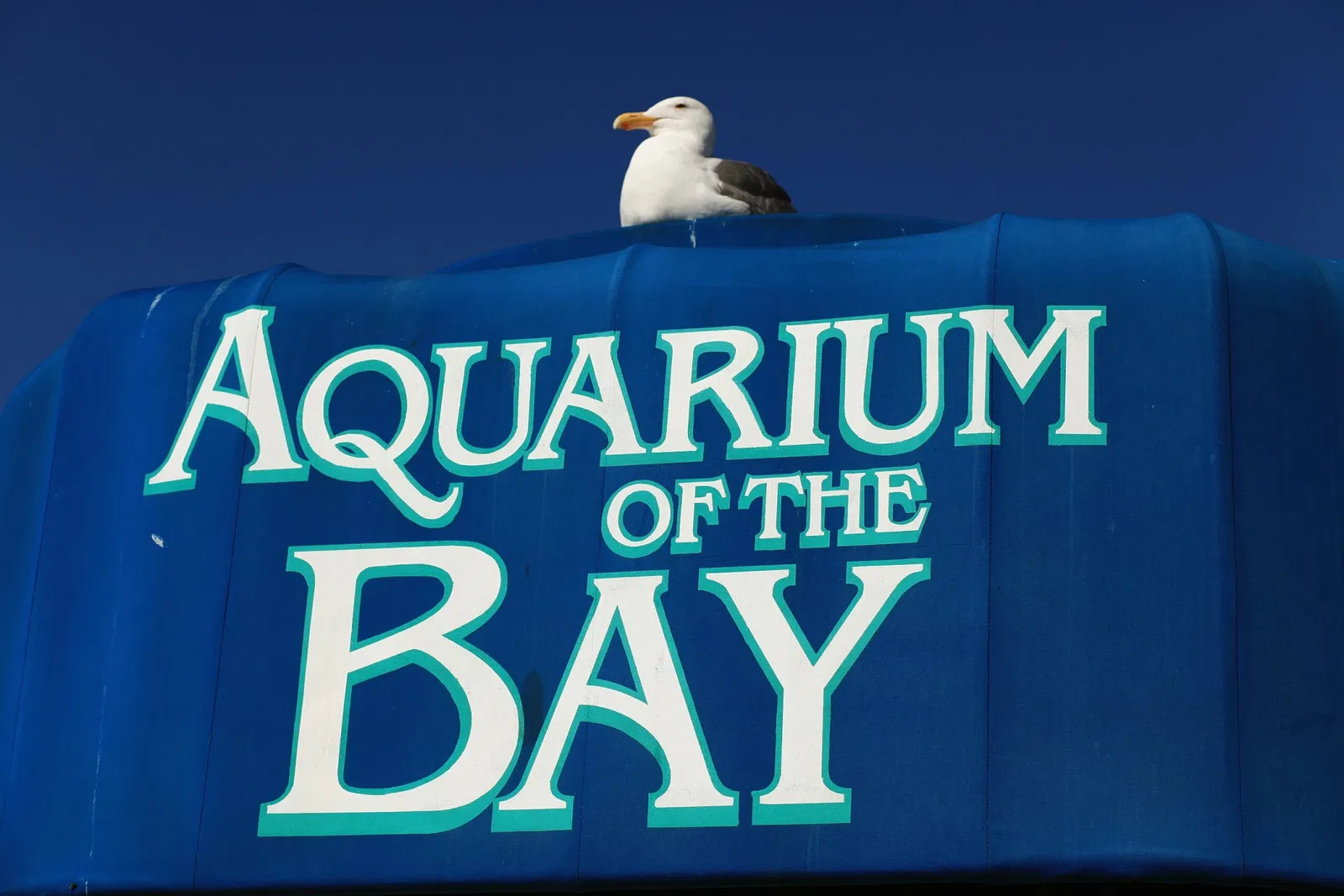 Aquarium of the Bay