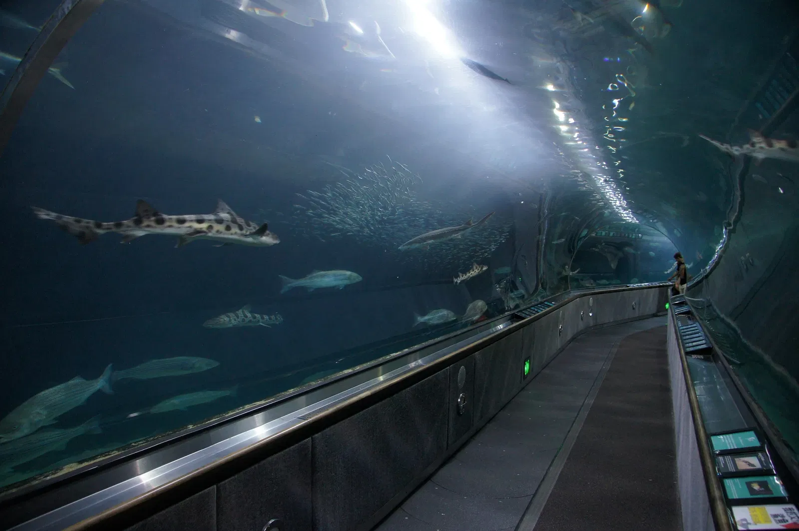 Aquarium of the Bay