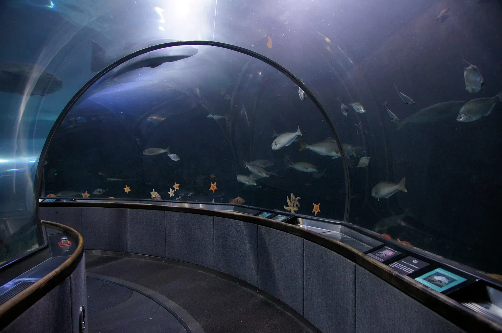 Aquarium of the Bay