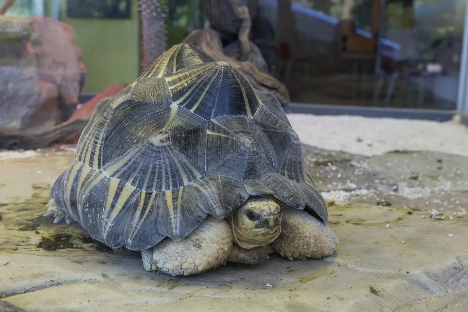 Academia de Ciencias de California