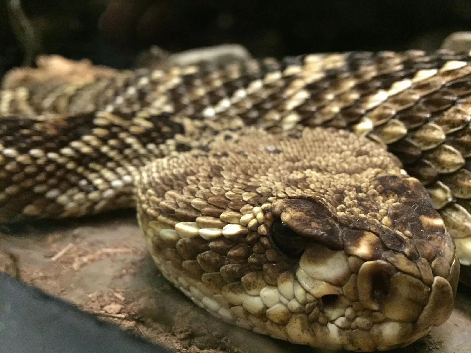 Academia de Ciencias de California