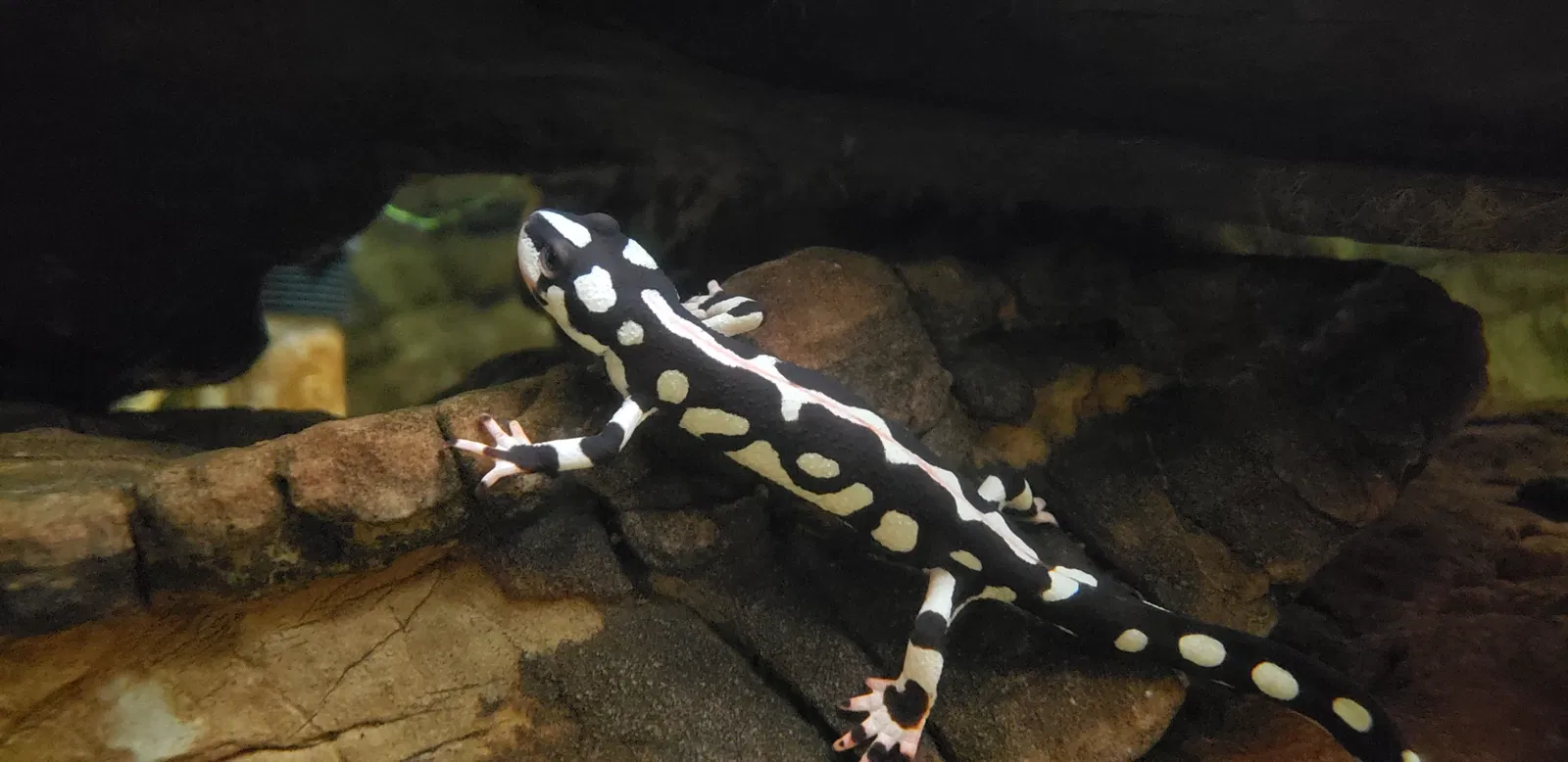 Académie des sciences de Californie