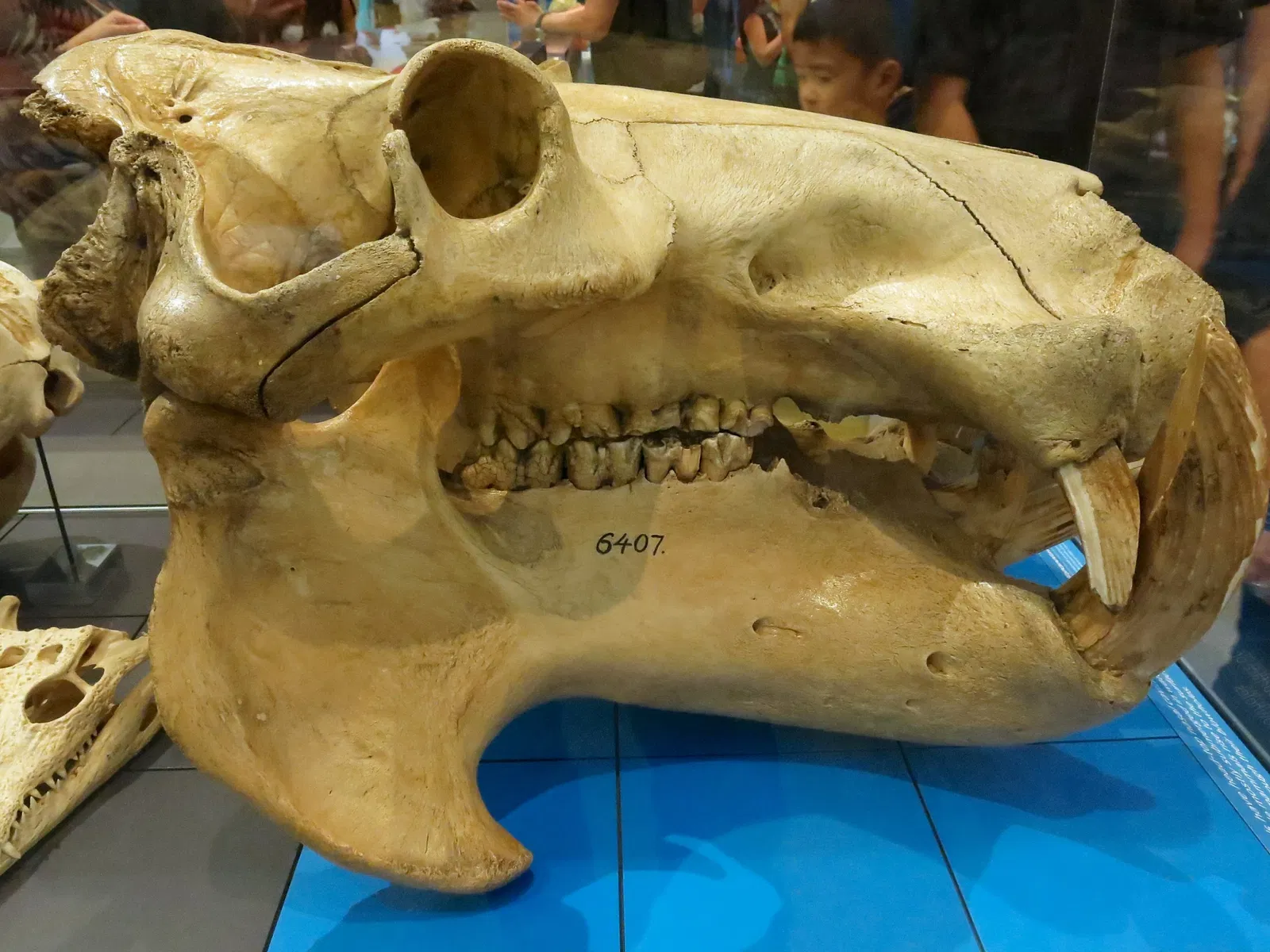 Academia de Ciencias de California