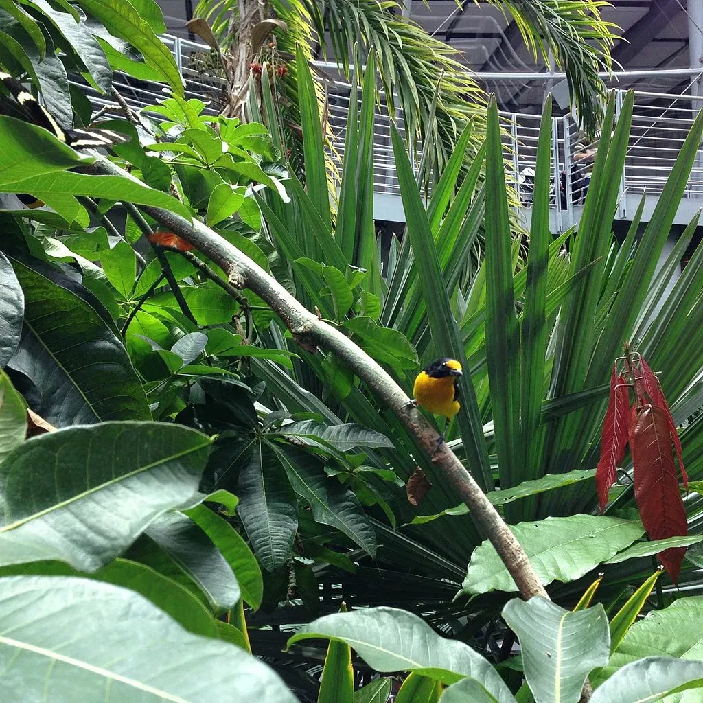 California Academy of Sciences