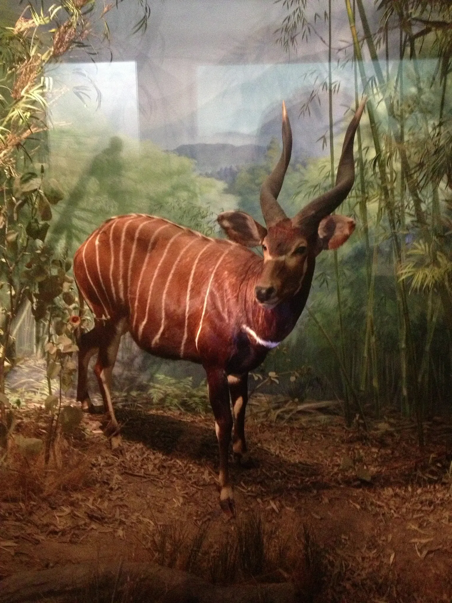 California Academy of Sciences