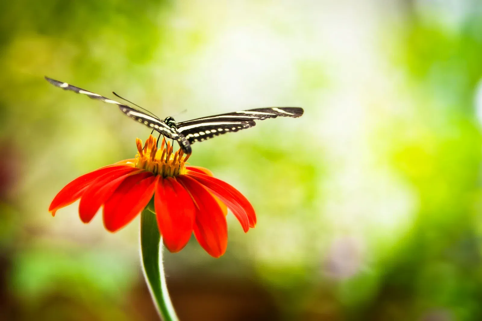 Académie des sciences de Californie
