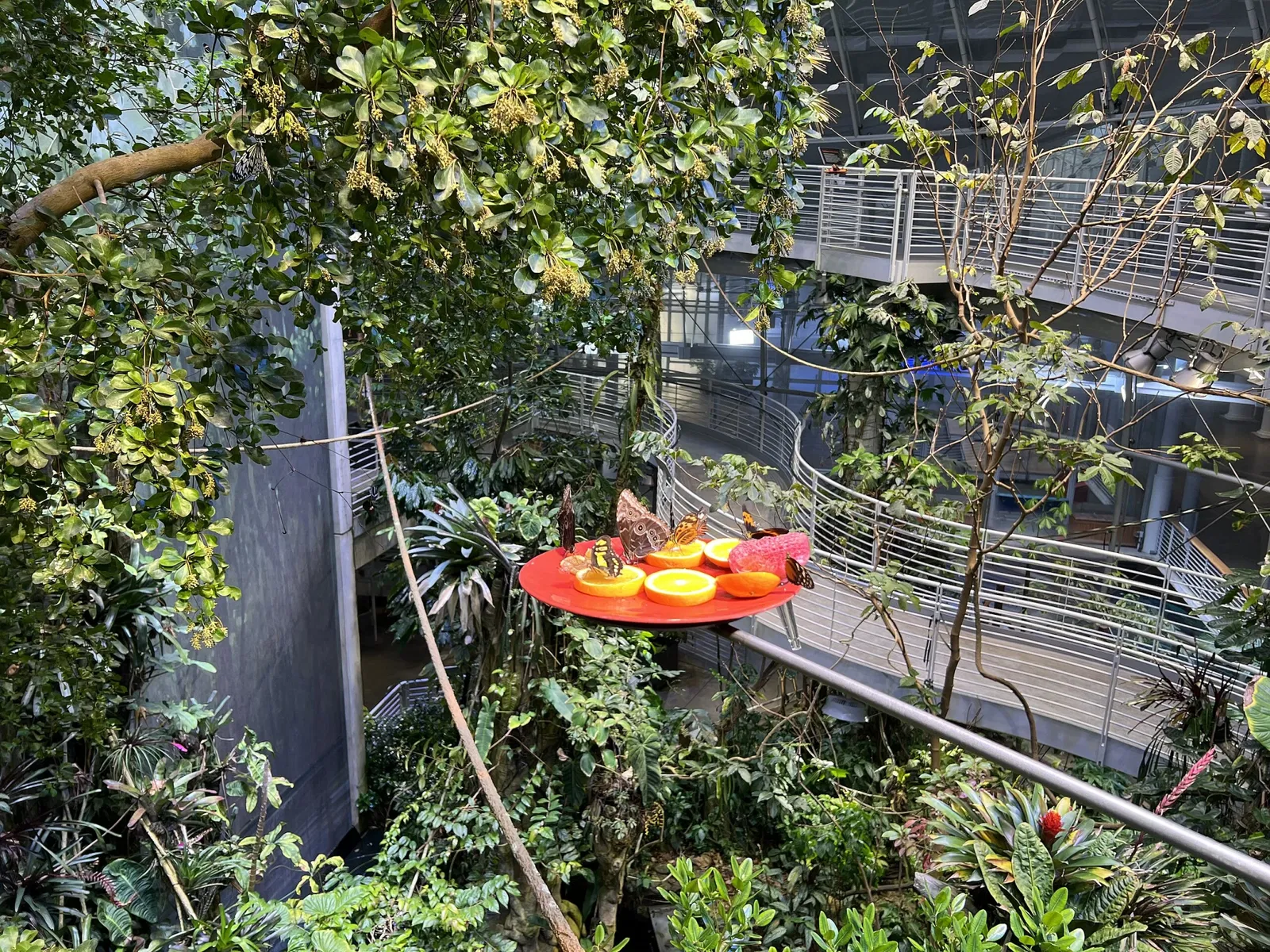 California Academy of Sciences