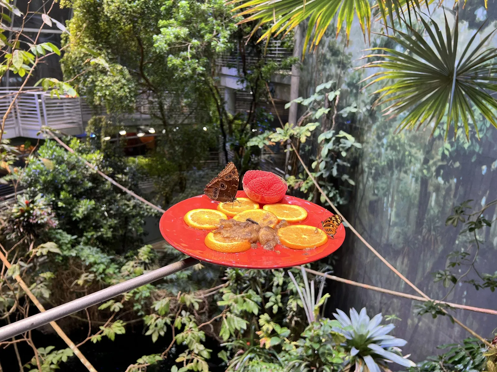 California Academy of Sciences