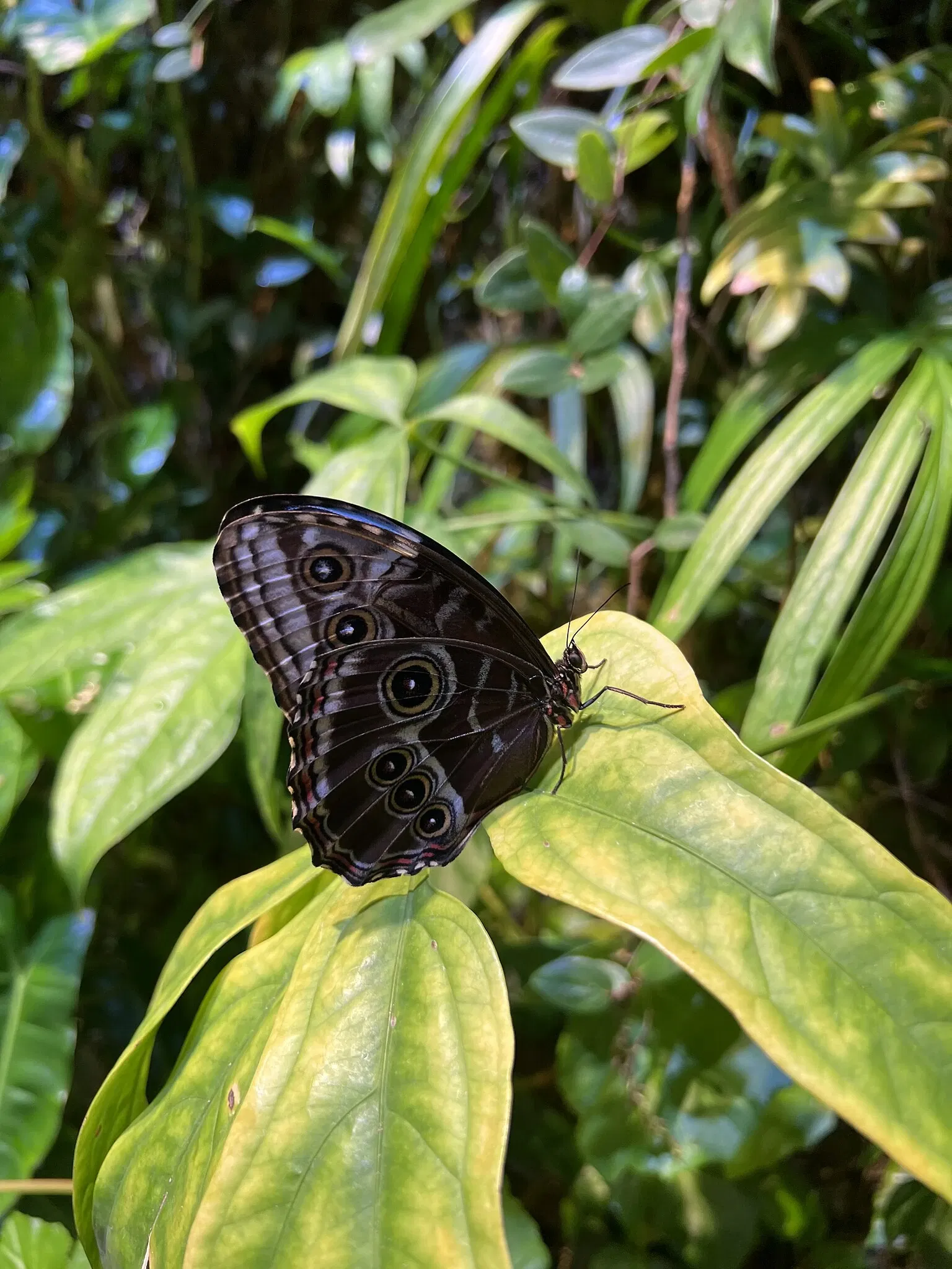 California Academy of Sciences