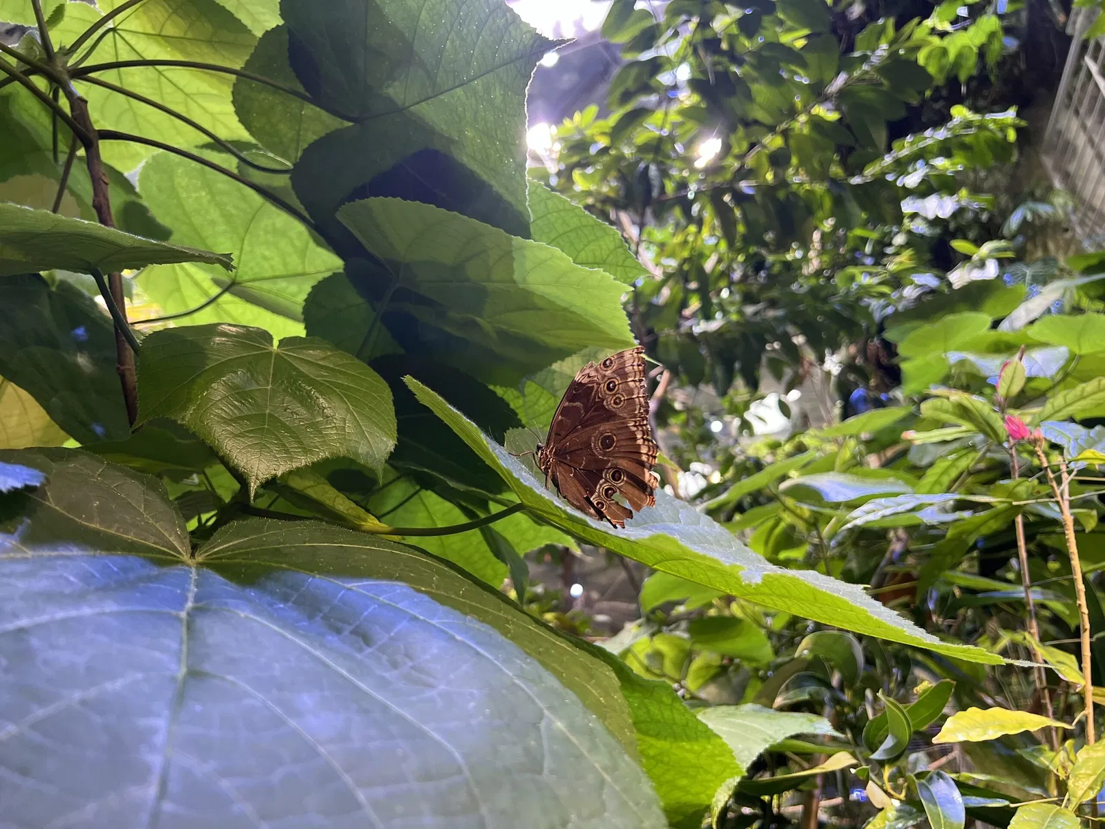 California Academy of Sciences