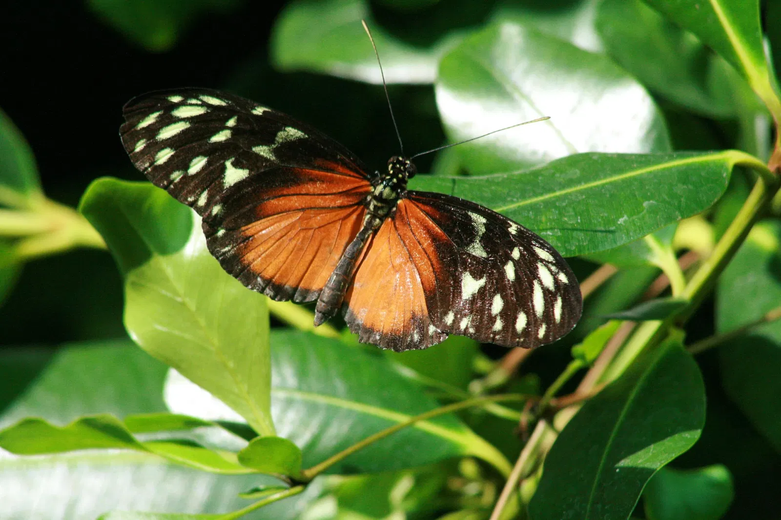 California Academy of Sciences