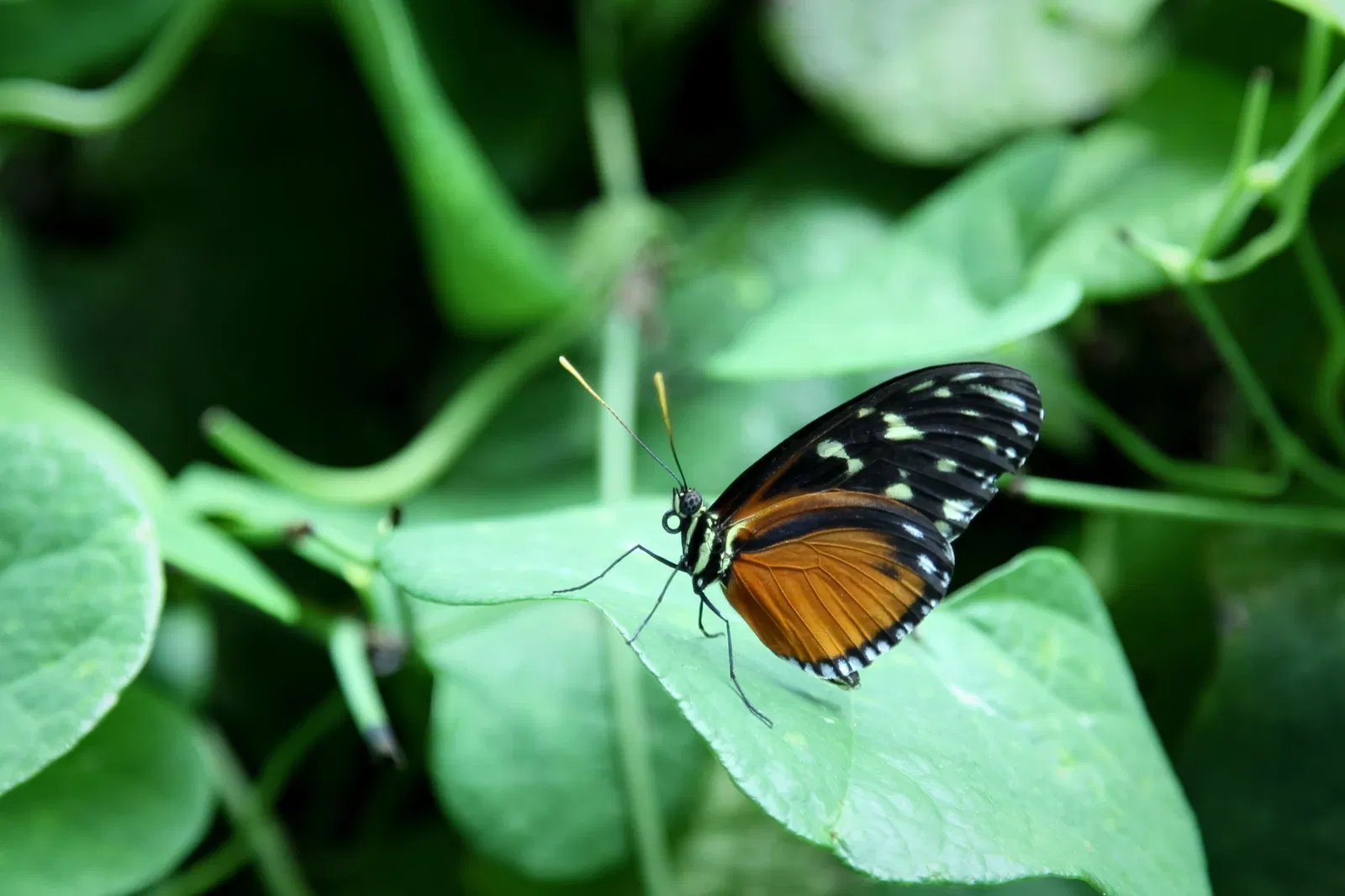 California Academy of Sciences