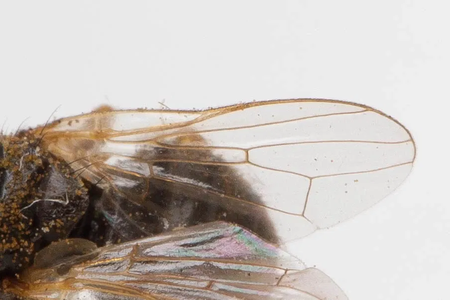 Academia de Ciencias de California