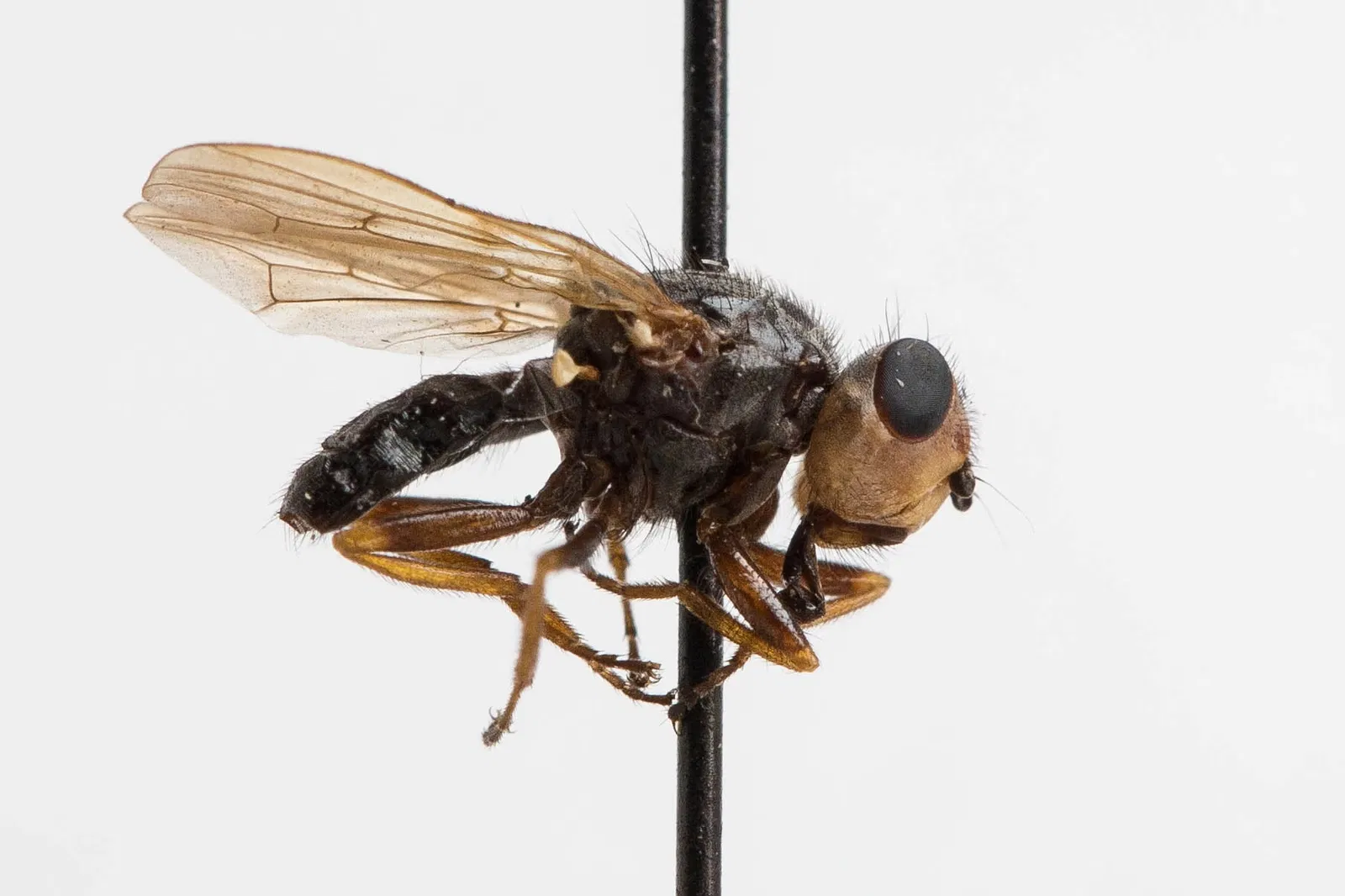 Académie des sciences de Californie