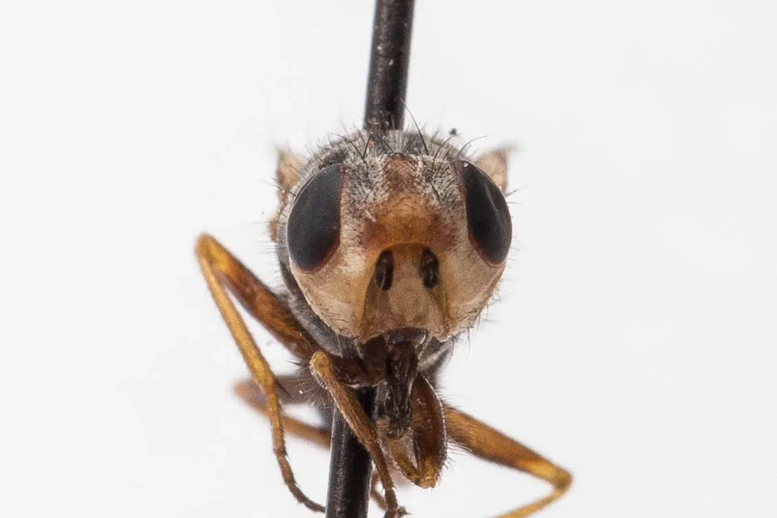 Academia de Ciencias de California