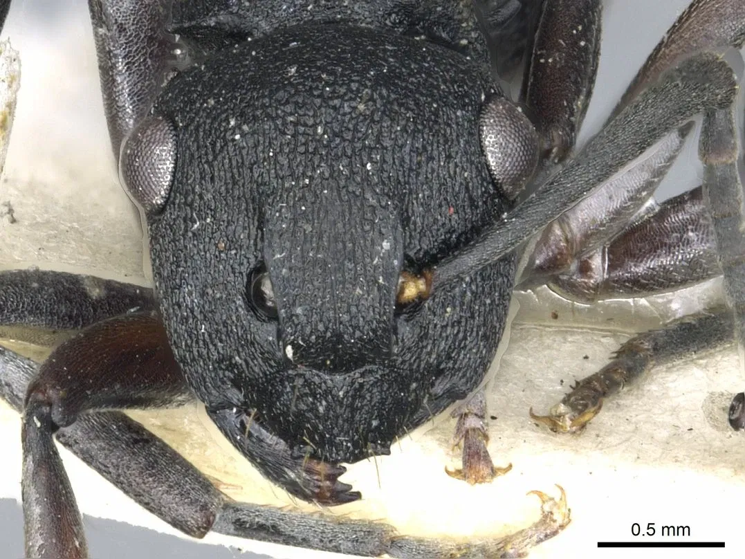 Académie des sciences de Californie