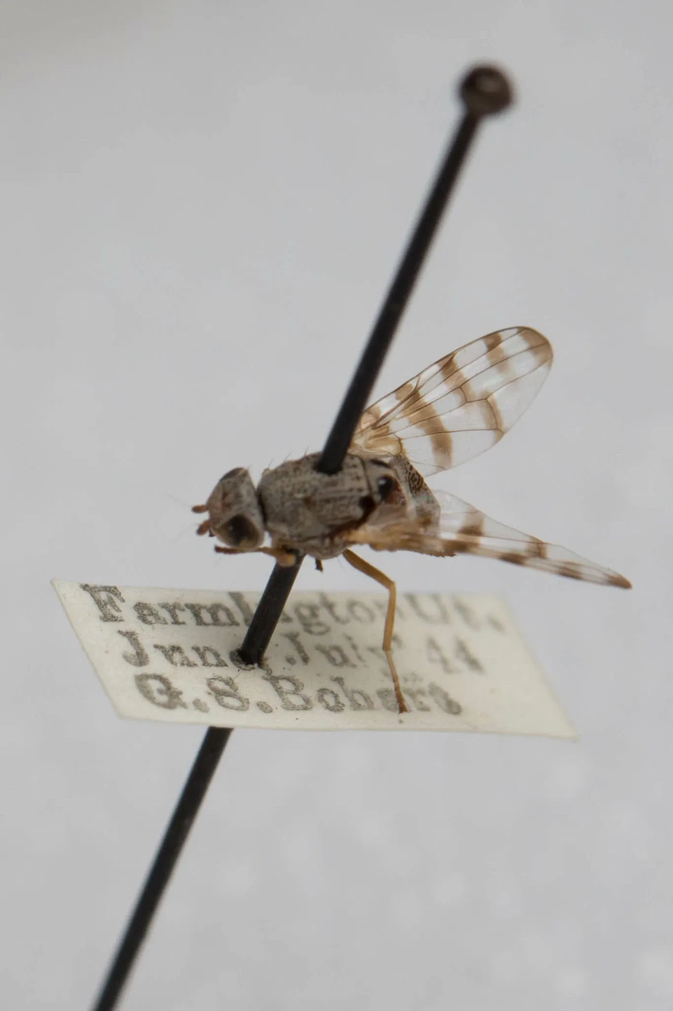 Académie des sciences de Californie