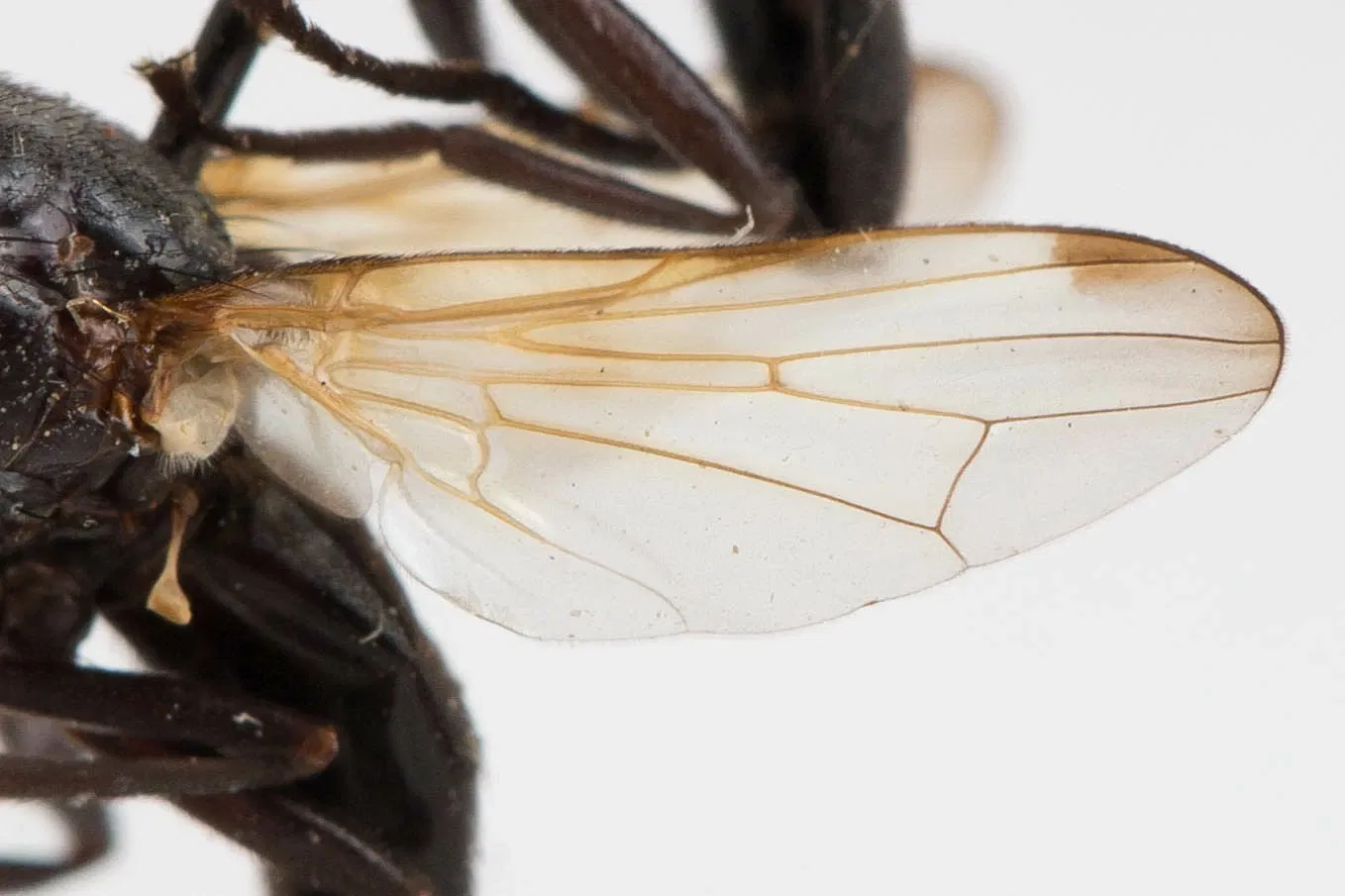 Académie des sciences de Californie