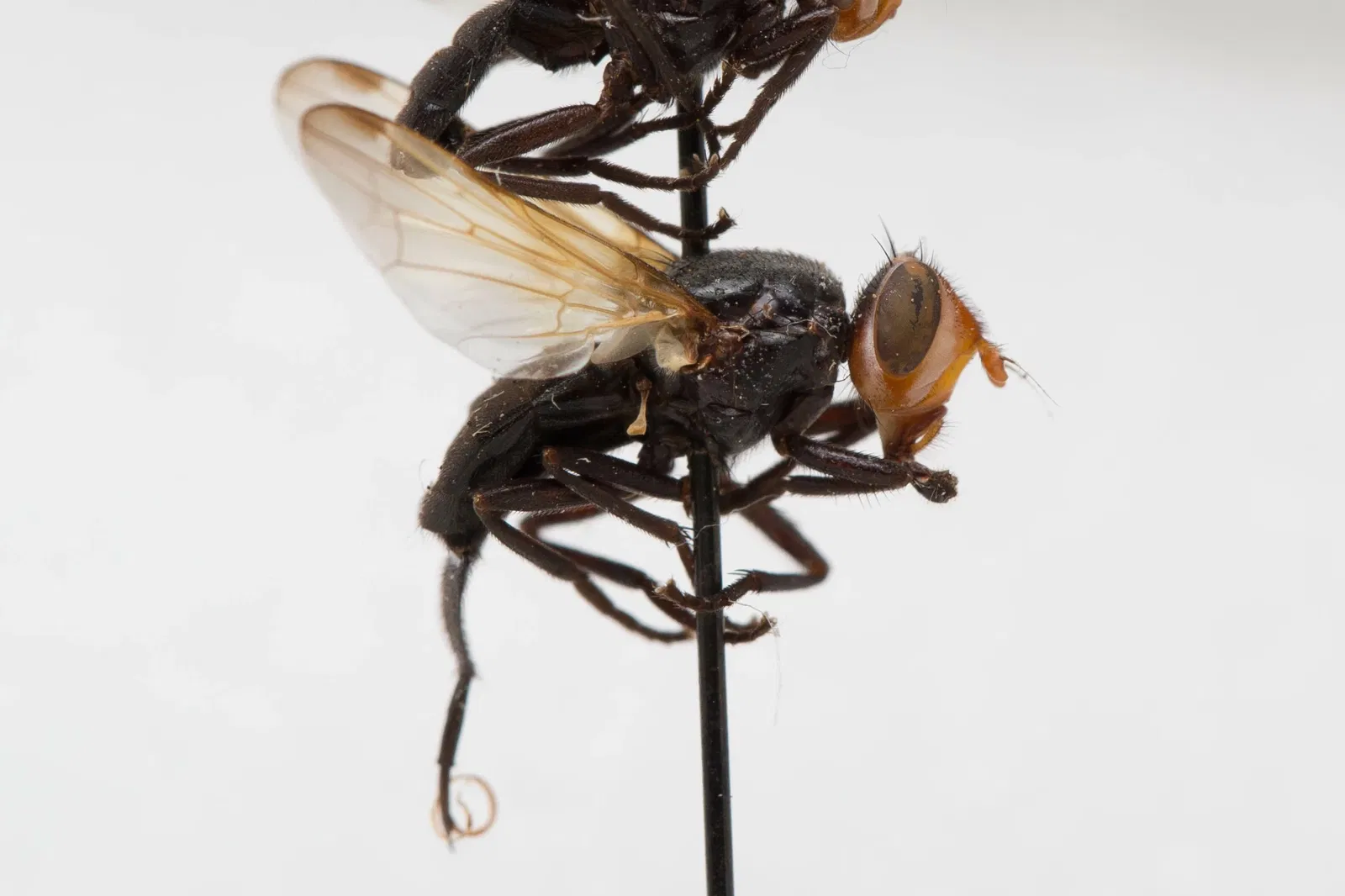 Academia de Ciencias de California