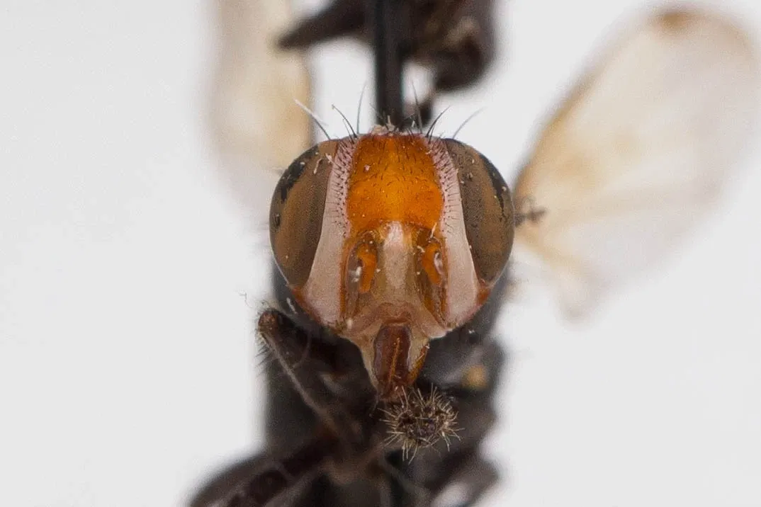 Academia de Ciencias de California