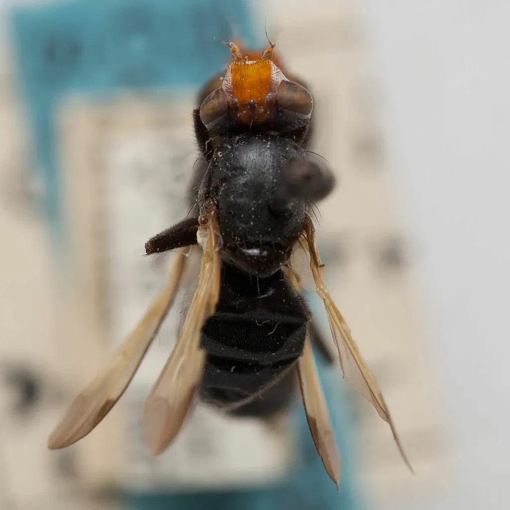 Académie des sciences de Californie