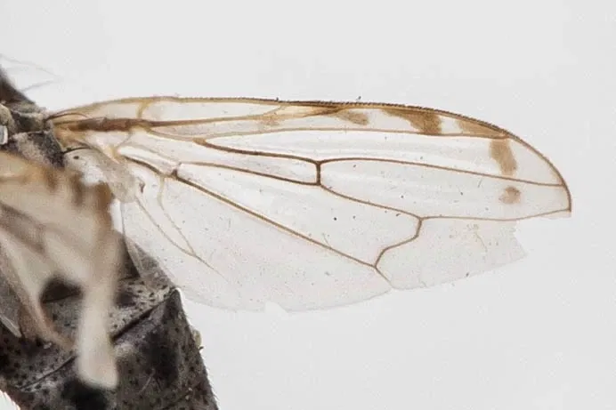 California Academy of Sciences