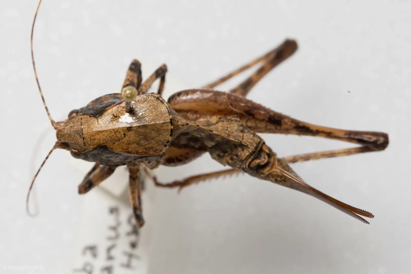 Academia de Ciencias de California